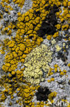 Lichen