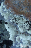 Lichen