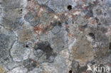 Lichen