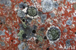 Lichen