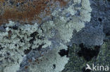 Lichen