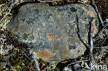Lichen