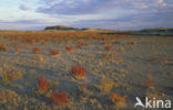 Glasswort (Salicornia europaea)