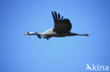 Common Crane (Grus grus)