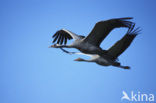 Common Crane (Grus grus)