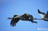 Common Crane (Grus grus)