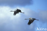 Common Crane (Grus grus)