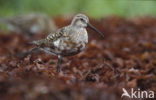 Curlew Sandpiper (Calidris ferruginea)