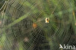 Kruisspin (Araneus diadematus)