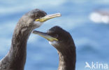 Kuifaalscholver (Phalacrocorax aristotelis)