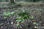 Kussentjesmos (Leucobryum glaucum)