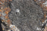 Kust-landkaartmos (Rhizocarpon richardii)