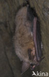 Laatvlieger (Eptesicus serotinus)