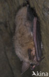 Serotine (Eptesicus serotinus)