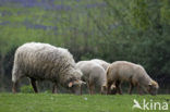 Lakens schaap (Ovis domesticus)