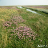 Lamsoor (Limonium vulgare)