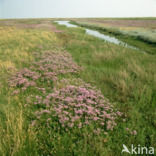 Lamsoor (Limonium vulgare)