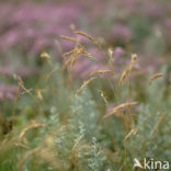 Lamsoor (Limonium vulgare)