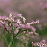 Lamsoor (Limonium vulgare)