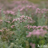 Lamsoor (Limonium vulgare)