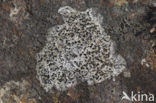 map lichen (Rhizocarpon)