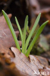 Lenteklokje (Leucojum vernum)