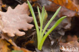 Lenteklokje (Leucojum vernum)