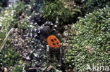 Lentevuurspin (Eresus sandaliatus)