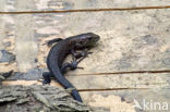 Viviparous Lizard (Zootoca vivipara)