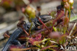 Viviparous Lizard (Zootoca vivipara)