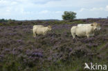 Limousin koe (Bos domesticus)