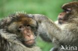 Barbary ape
