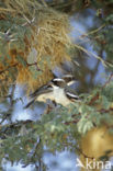 White-browed Sparrow-Weaver (Plocepasser mahali)