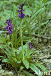 Mannetjesorchis (Orchis mascula) 