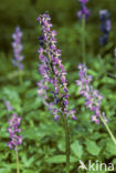 Mannetjesorchis (Orchis mascula) 