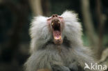 Hamadryas Baboon (Papio hamadryas)