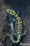 Marmersalamander (Triturus marmoratus)