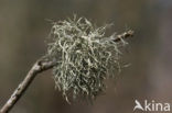 mealy ramalina (Ramalina farinacea)
