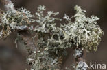 mealy ramalina (Ramalina farinacea)