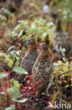 Willow Ptarmigan (Lagopus lagopus)