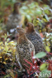 Willow Ptarmigan (Lagopus lagopus)