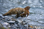 Willow Ptarmigan (Lagopus lagopus)