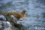Willow Ptarmigan (Lagopus lagopus)