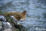 Moerassneeuwhoen (Lagopus lagopus)