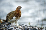 Moerassneeuwhoen (Lagopus lagopus)