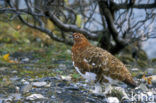 Willow Ptarmigan (Lagopus lagopus)