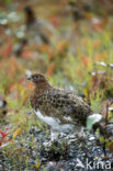 Moerassneeuwhoen (Lagopus lagopus)