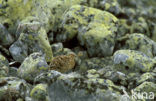 Willow Ptarmigan (Lagopus lagopus)