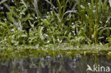 Waterforget-me-not (Myosotis scorpioides)