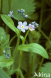 Moerasvergeet-mij-nietje (Myosotis scorpioides)